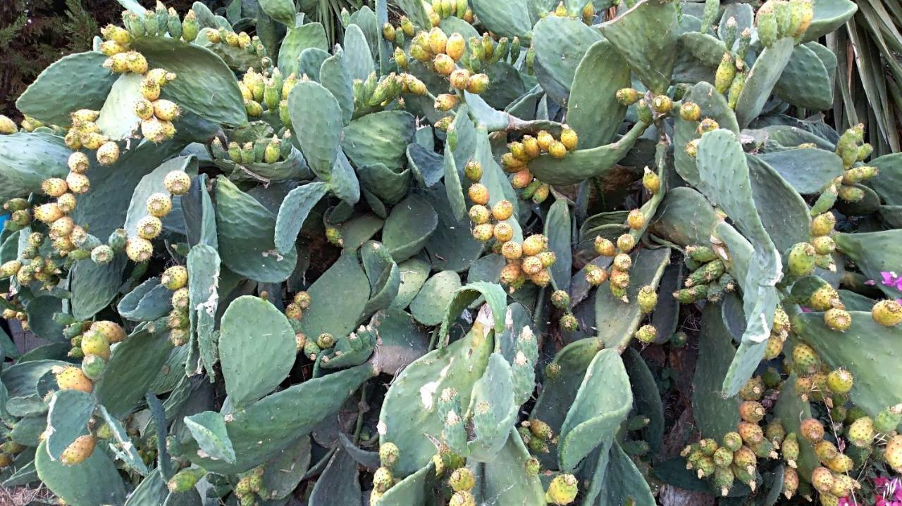 סיטייה New Country House Salvia מראה חיצוני תמונה